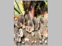 Gemeiner Spaltblättling3